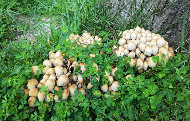 Mushrooms under a tree in the forest