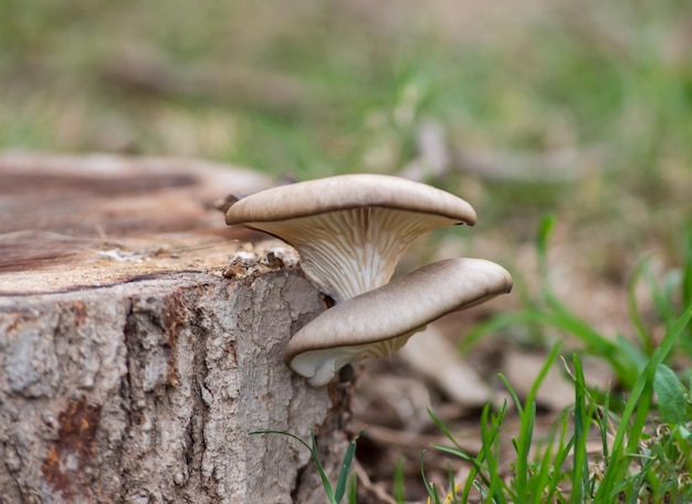 Photo mushrooms on a tree stump in the woods