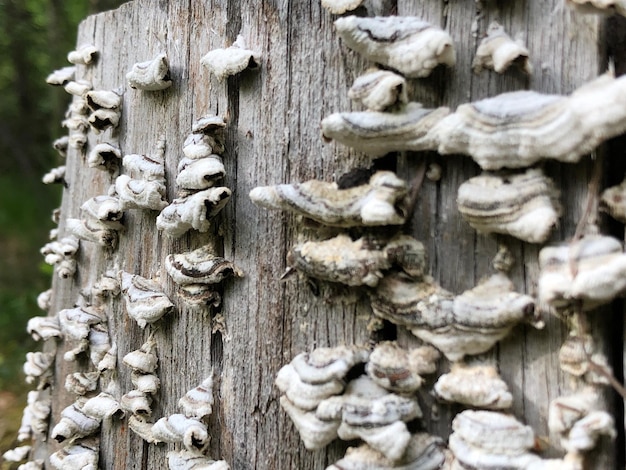 Foto funghi sul tronco dell'albero