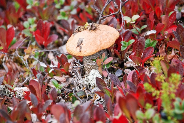 The mushrooms in the tundra