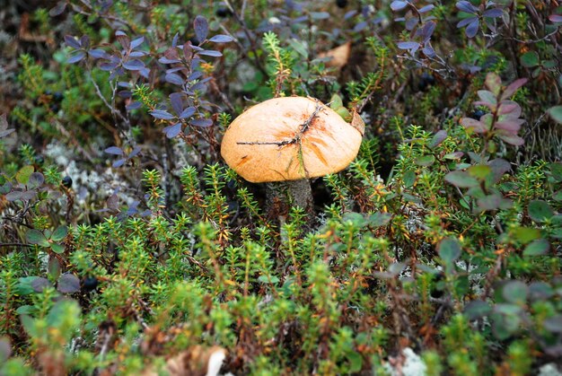 The mushrooms in the tundra