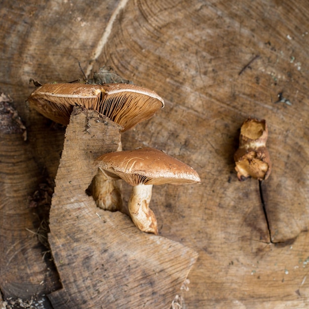 Mushrooms in a wild nature growing on a wood stump