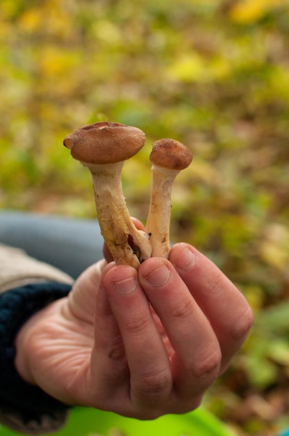 Mushrooms with brown caps and white legs in the hand on a blurred background
