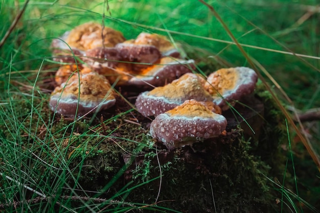 Mushrooms with dew drops on a tree stump in the evening forest