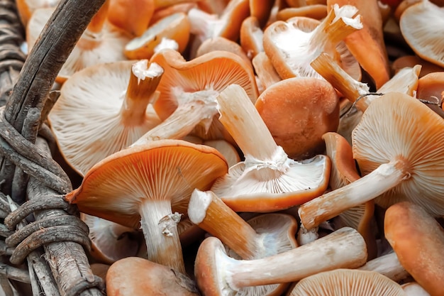 mushrooms in a wooden basket