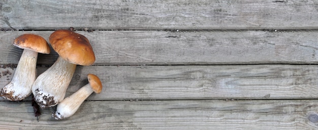 Mushrooms on wooden plank