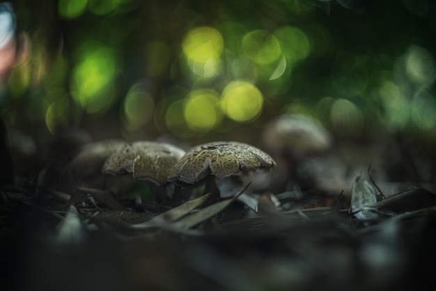 Foto i funghi nel bosco