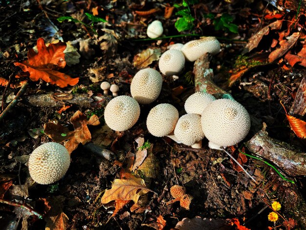 Photo mushrooms on the woods