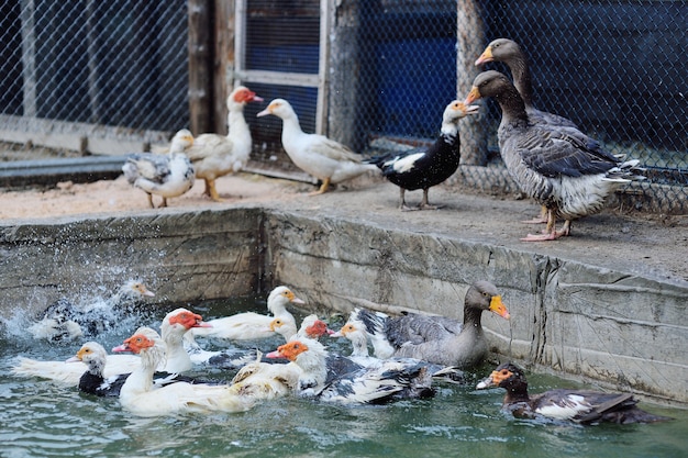 Musk ducks and geese walk and swim in the pool