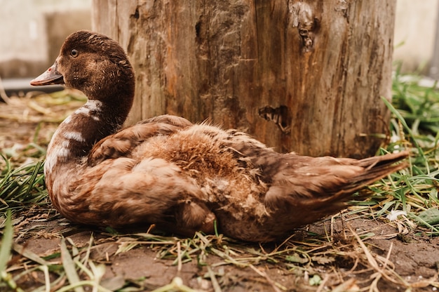 Musk or indo duck on a farm in a chicken coop. breeding of poultry in small scale domestic farming. grown up fledgling duckling in a henhouse