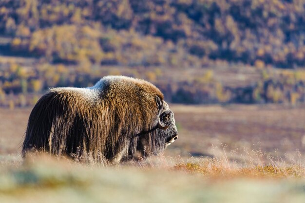 Foto animali di bue muschiosi in piedi nel paesaggio autunnale della norvegia