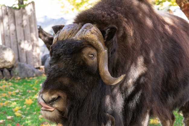 Musk ox in the meadow