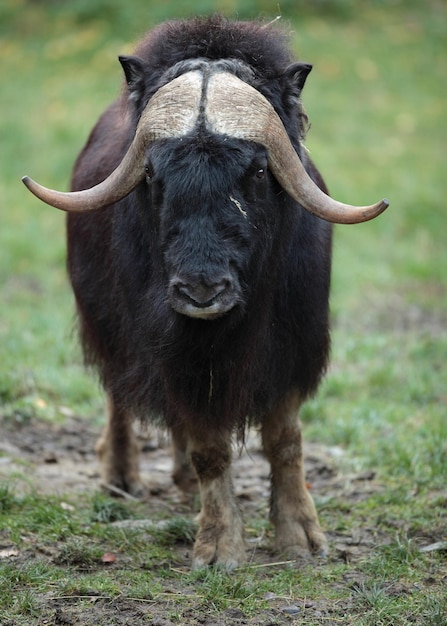 Musk ox Ovibos moschatus