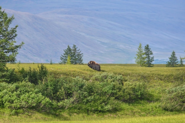 Musk ox on the Yamal Peninsula