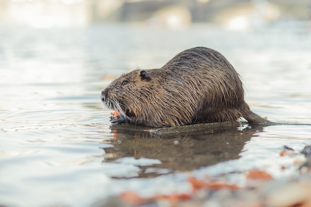 Muskrat die wortel eet op de rivieroever, nutria op de vltava-rivieroever met charles bridge in