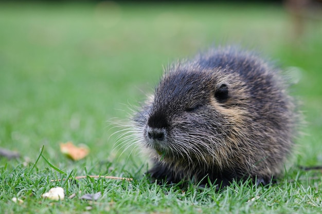 Muskrat eats a piece of carrot in a city park