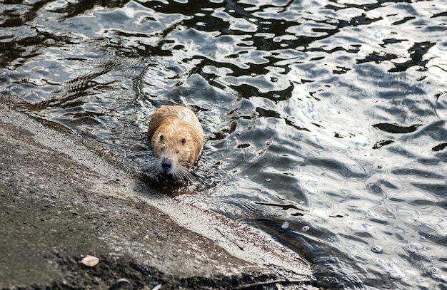 Ондатра (Ondatra zibethicus) на озере.