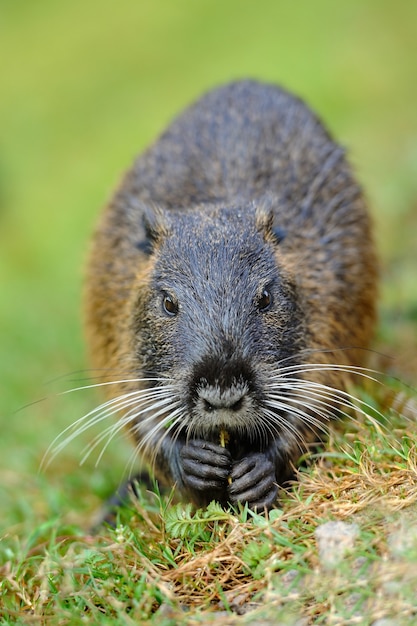 The muskrat (Ondatra zibethicus)