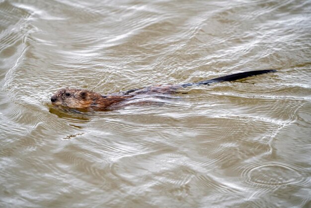 Photo muskrat in pond