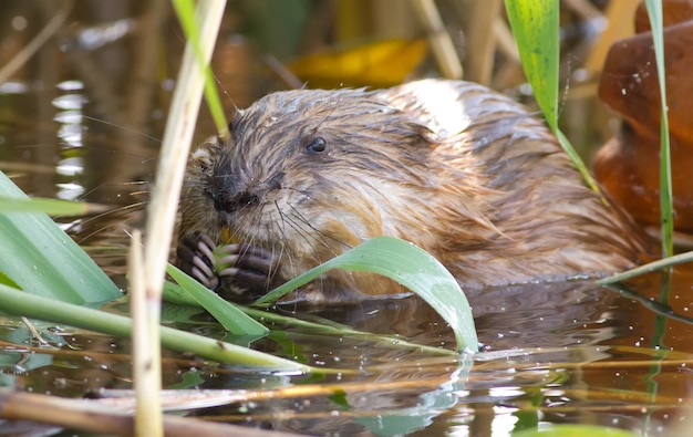 Muskrat sits in the river and eats the stem of the cane