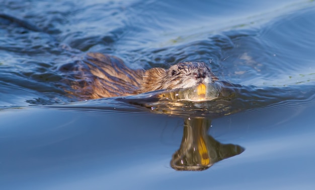 Muskrat swim on the river