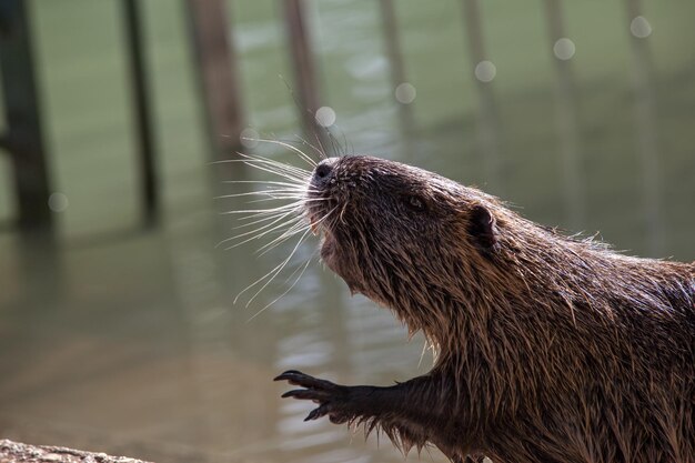 Muskusrat aan de oever van de Jordaan