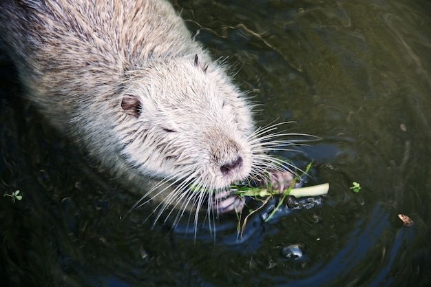 Muskusrat in het water.