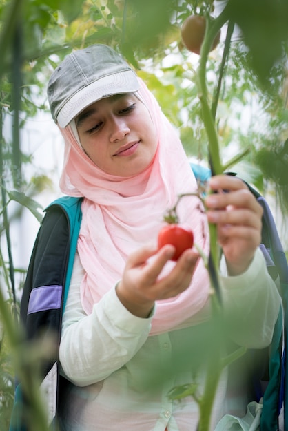 Muslim girl working in a greenhouse with tomatoes harvesting