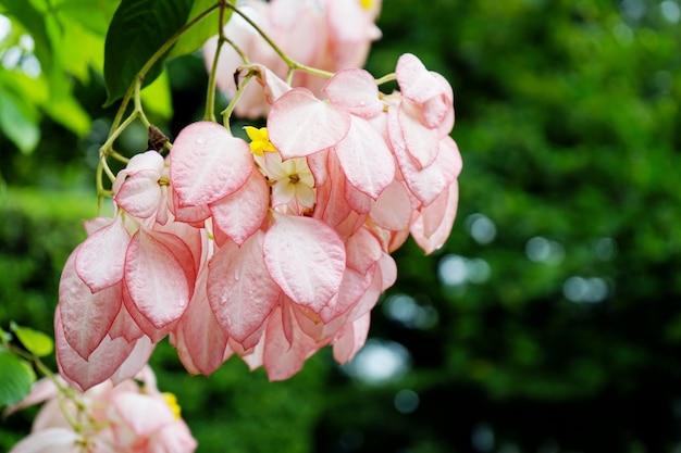 Mussaenda Queen Sirikit, Peach Mussaenda - тропическое растение для садоводства и ландшафтного дизайна.