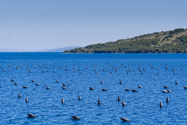 Mussels farm cultivation in adriatic sea during summer croatia