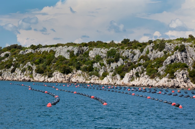 Foto cozze che crescono nel mare adriatico