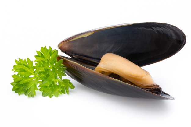 Mussels isolated on white. Sea food.