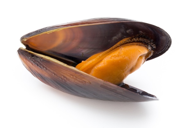 Mussels isolated on white. Sea food.