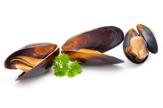 Mussels isolated on white surface. Sea food.