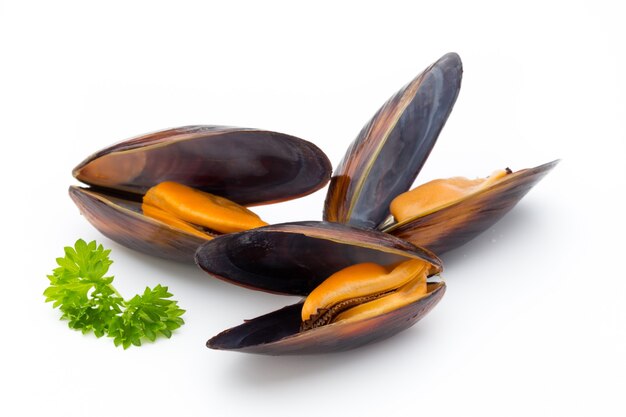 Mussels isolated on white table Sea food.