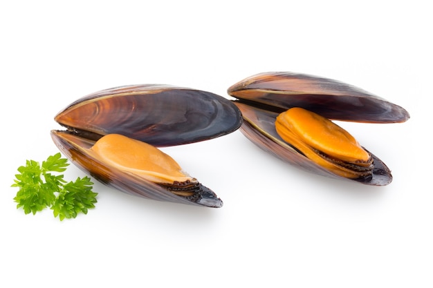 Mussels isolated