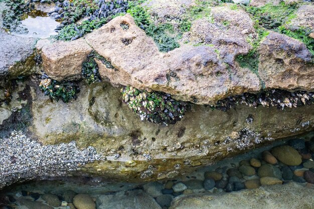 写真 海の海岸の岩の上のムール貝