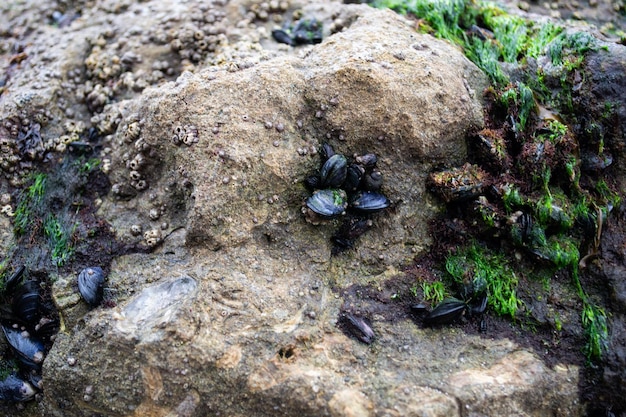 Mussels on the rocks on the ocean coast