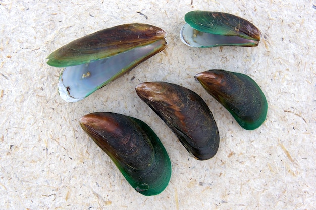 Mussels