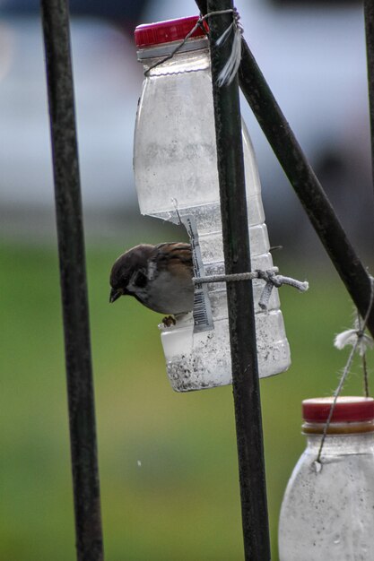 Mussen eten uit de feeder