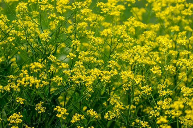 Mustard field beautiful landscape.