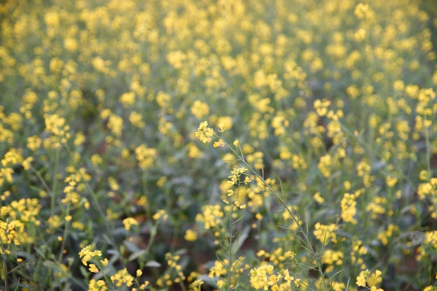 Photo mustard field during sunset