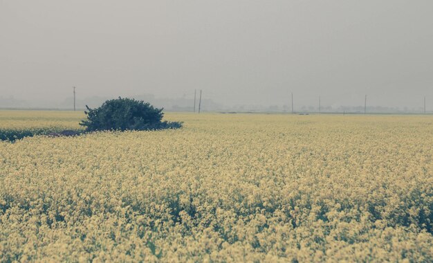 Campo di senape nella zona rurale del bangladesh