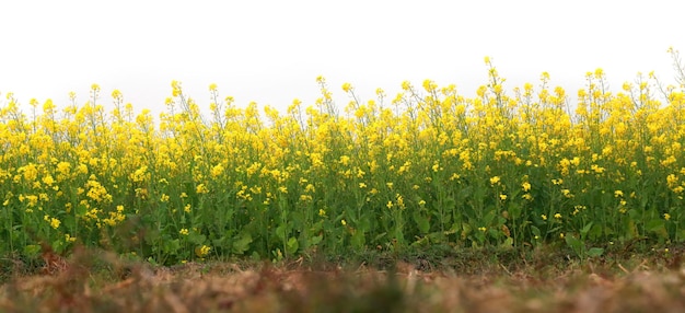 Mustard field in rural area of Bangladesh