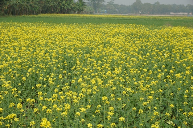 방글라데시의 겨자꽃