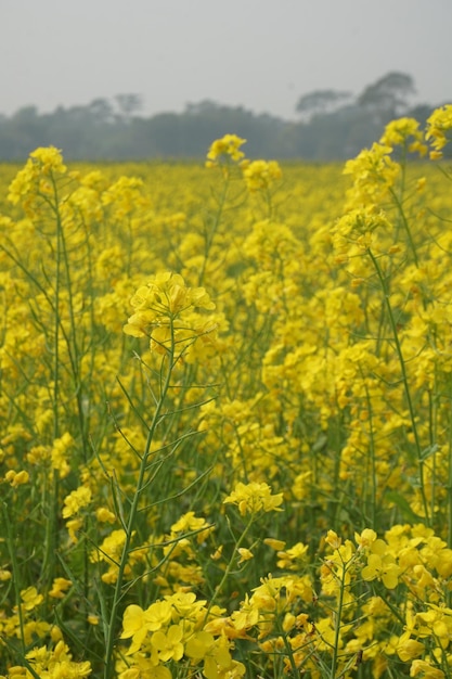 バングラデシュの菜の花