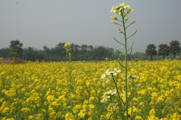 バングラデシュの菜の花