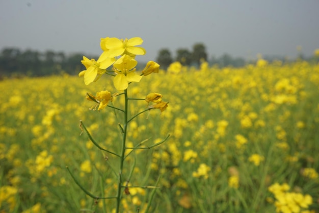 バングラデシュの菜の花