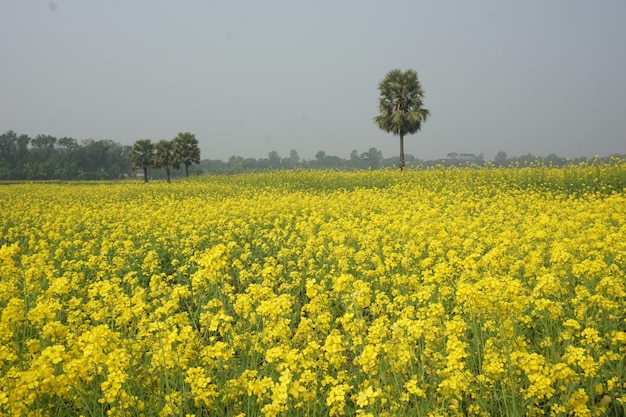 mustard flower in Bangladesh