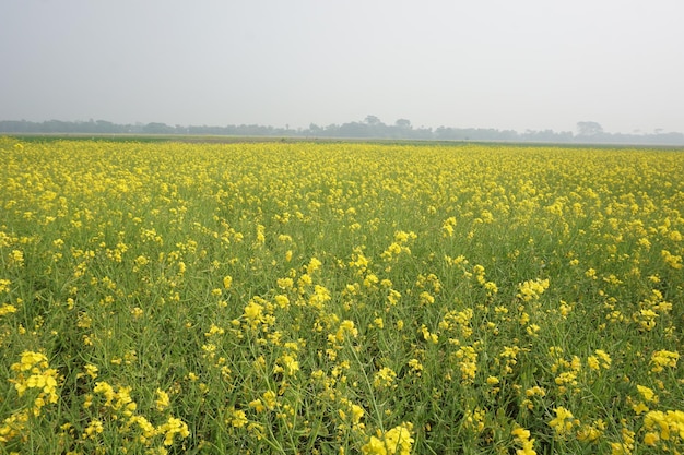 mustard flower in Bangladesh